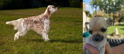 English Setter vs Chihuahua - Breed Comparison