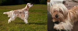 English Setter vs Cyprus Poodle - Breed Comparison