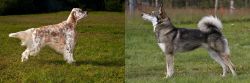 English Setter vs East Siberian Laika - Breed Comparison