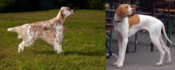 English Setter vs English Pointer - Breed Comparison