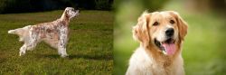 English Setter vs Golden Retriever - Breed Comparison