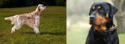 English Setter vs Rottweiler - Breed Comparison