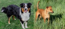 English Shepherd vs Africanis - Breed Comparison