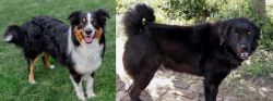 English Shepherd vs Bakharwal Dog - Breed Comparison
