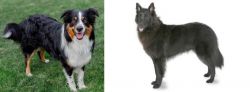 English Shepherd vs Belgian Shepherd - Breed Comparison