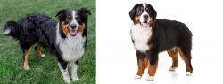 English Shepherd vs Bernese Mountain Dog - Breed Comparison