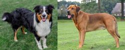 English Shepherd vs Broholmer - Breed Comparison