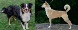 English Shepherd vs Canaan Dog - Breed Comparison