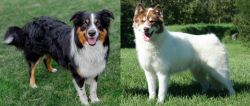 English Shepherd vs Canadian Eskimo Dog - Breed Comparison