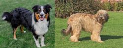 English Shepherd vs Catalan Sheepdog - Breed Comparison