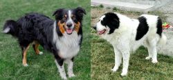 English Shepherd vs Ciobanesc de Bucovina - Breed Comparison