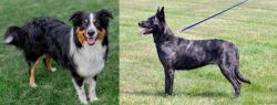 English Shepherd vs Dutch Shepherd - Breed Comparison