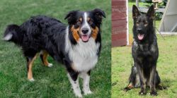 English Shepherd vs East German Shepherd - Breed Comparison
