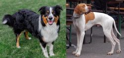 English Shepherd vs English Pointer - Breed Comparison