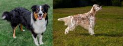 English Shepherd vs English Setter - Breed Comparison