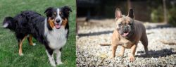 English Shepherd vs French Bulldog - Breed Comparison