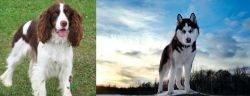 English Springer Spaniel vs Alaskan Husky - Breed Comparison