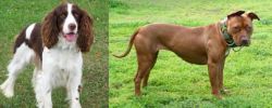 English Springer Spaniel vs American Pit Bull Terrier - Breed Comparison