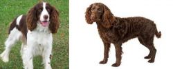 English Springer Spaniel vs American Water Spaniel - Breed Comparison