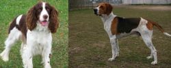 English Springer Spaniel vs Anglo-Francais de Petite Venerie - Breed Comparison
