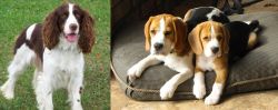 English Springer Spaniel vs Beagle - Breed Comparison