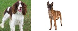 English Springer Spaniel vs Belgian Shepherd Dog (Malinois) - Breed Comparison