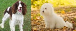 English Springer Spaniel vs Bichon Bolognese - Breed Comparison