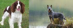 English Springer Spaniel vs Blue Healer - Breed Comparison