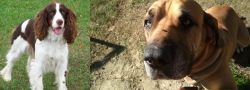 English Springer Spaniel vs Cabecudo Boiadeiro - Breed Comparison