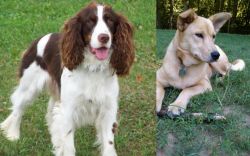 English Springer Spaniel vs Carolina Dog - Breed Comparison