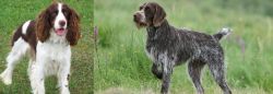 English Springer Spaniel vs Cesky Fousek - Breed Comparison