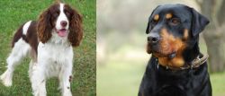 English Springer Spaniel vs Rottweiler - Breed Comparison