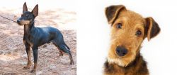 English Toy Terrier (Black & Tan) vs Airedale Terrier - Breed Comparison