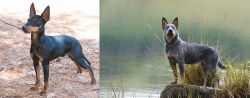 English Toy Terrier (Black & Tan) vs Blue Healer - Breed Comparison