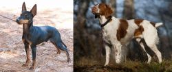 English Toy Terrier (Black & Tan) vs Brittany - Breed Comparison