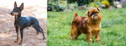 English Toy Terrier (Black & Tan) vs Brussels Griffon - Breed Comparison