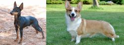 English Toy Terrier (Black & Tan) vs Cardigan Welsh Corgi - Breed Comparison