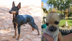 English Toy Terrier (Black & Tan) vs Chihuahua - Breed Comparison