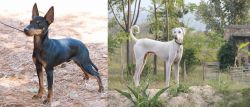 English Toy Terrier (Black & Tan) vs Chippiparai - Breed Comparison