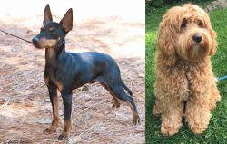 English Toy Terrier (Black & Tan) vs Cockapoo - Breed Comparison