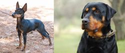 English Toy Terrier (Black & Tan) vs Rottweiler - Breed Comparison