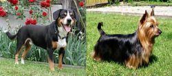 Entlebucher Mountain Dog vs Australian Silky Terrier - Breed Comparison