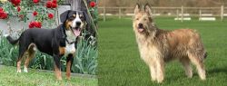 Entlebucher Mountain Dog vs Berger Picard - Breed Comparison