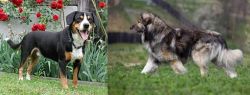 Entlebucher Mountain Dog vs Carpatin - Breed Comparison