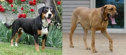 Entlebucher Mountain Dog vs Danish Broholmer - Breed Comparison