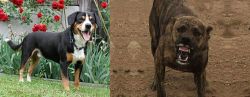 Entlebucher Mountain Dog vs Dogo Sardesco - Breed Comparison