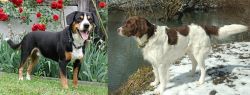 Entlebucher Mountain Dog vs Drentse Patrijshond - Breed Comparison