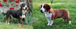 Entlebucher Mountain Dog vs Drever - Breed Comparison