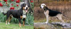 Entlebucher Mountain Dog vs Dunker - Breed Comparison