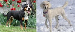 Entlebucher Mountain Dog vs Poodle - Breed Comparison